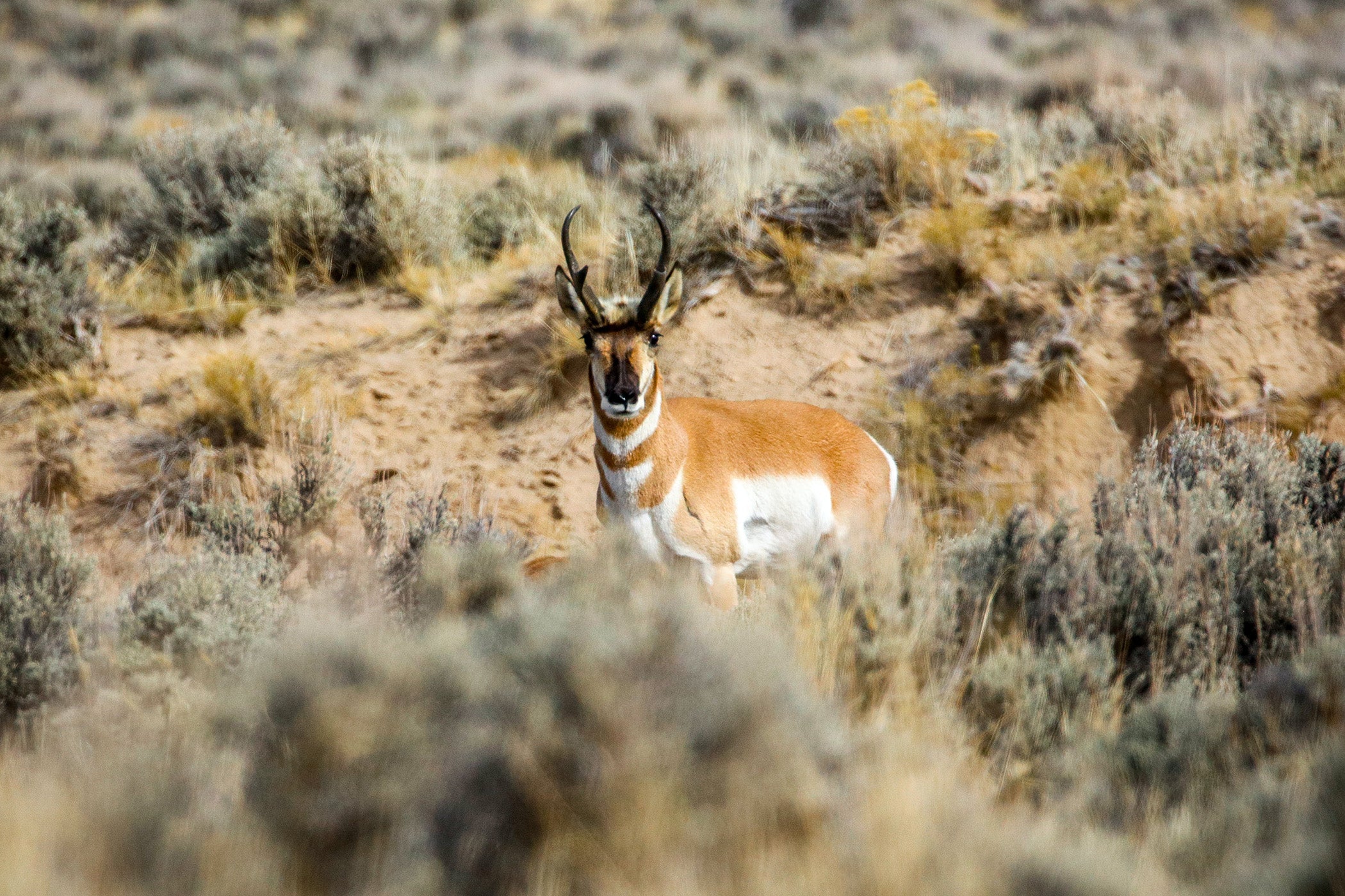 Colorado Muzzleloader Pronghonr Season