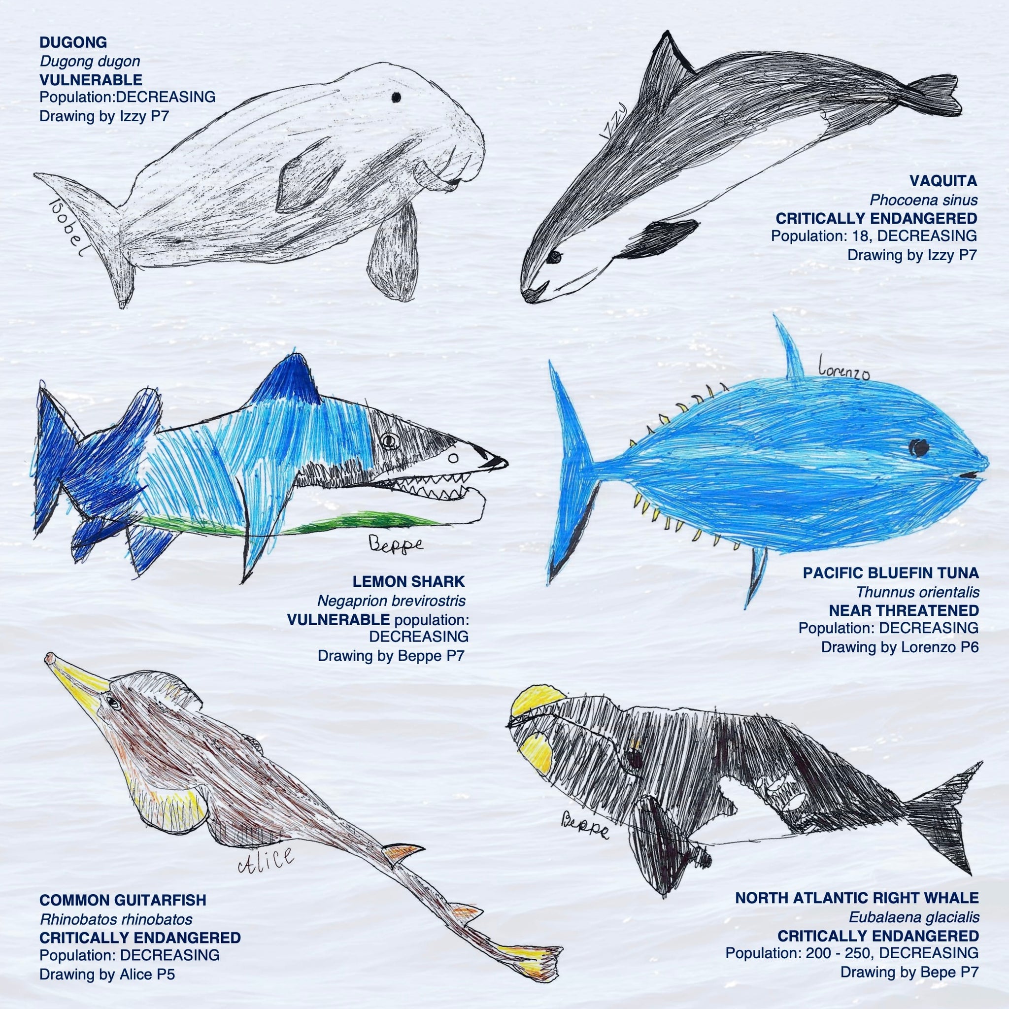 endangered marine animals