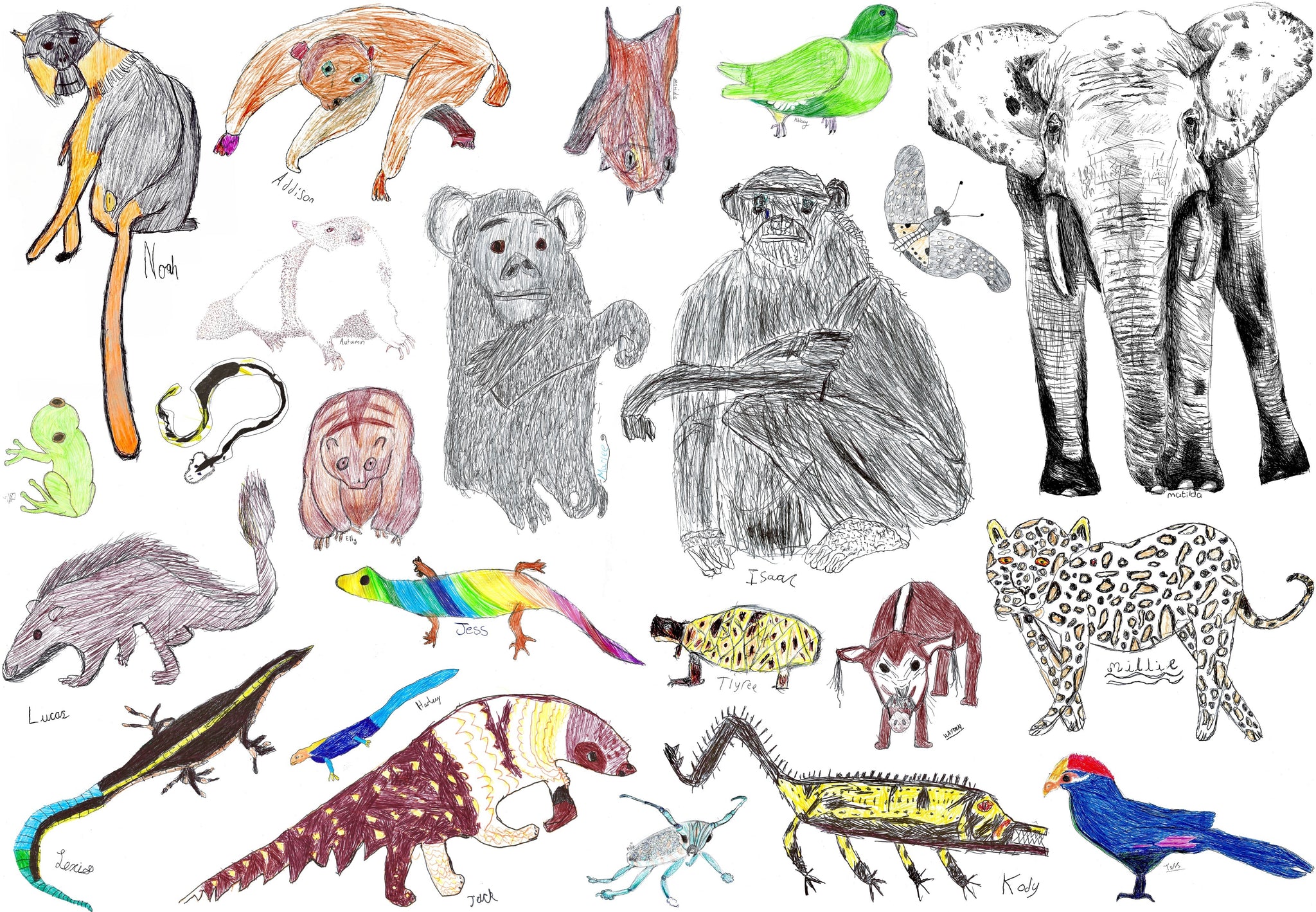 Endangered Animal Digital Illustrations Png Wildlife Conservation Clipart,  Tiger, Panda, Turtle, Ferret, Elephant, Rhino, Chimp, Sea Lion - Etsy |  Animal clipart, African animals, Animal illustration