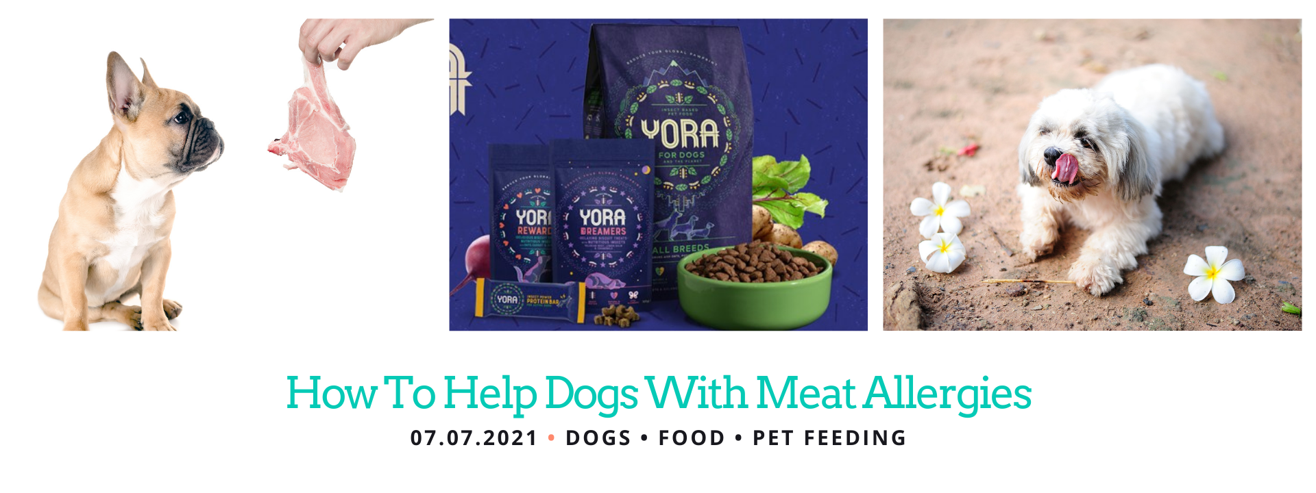 Dogs Allergic to Meat Protein