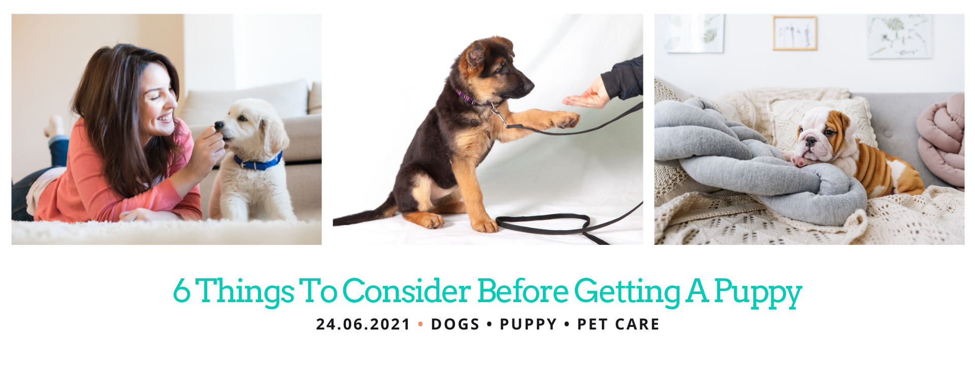 What to Consider When Getting a Puppy
