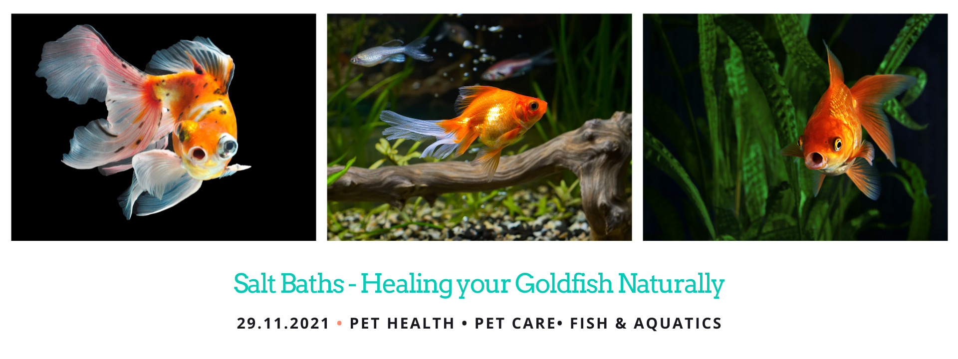 Salt Bath For Fish - Healing Fish with Salt Bath - For Petz NI