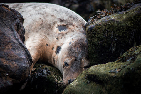 Ravenscar seal colony walk