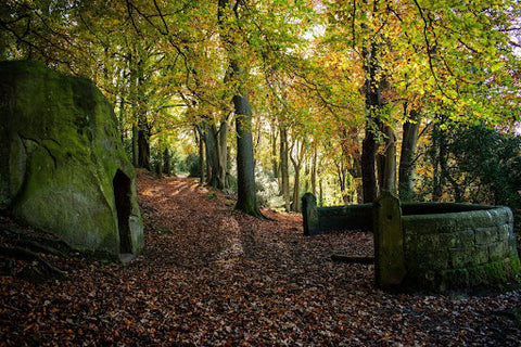 walks and hikes in the North York Moors The Hermitage and Falling Foss Whitby