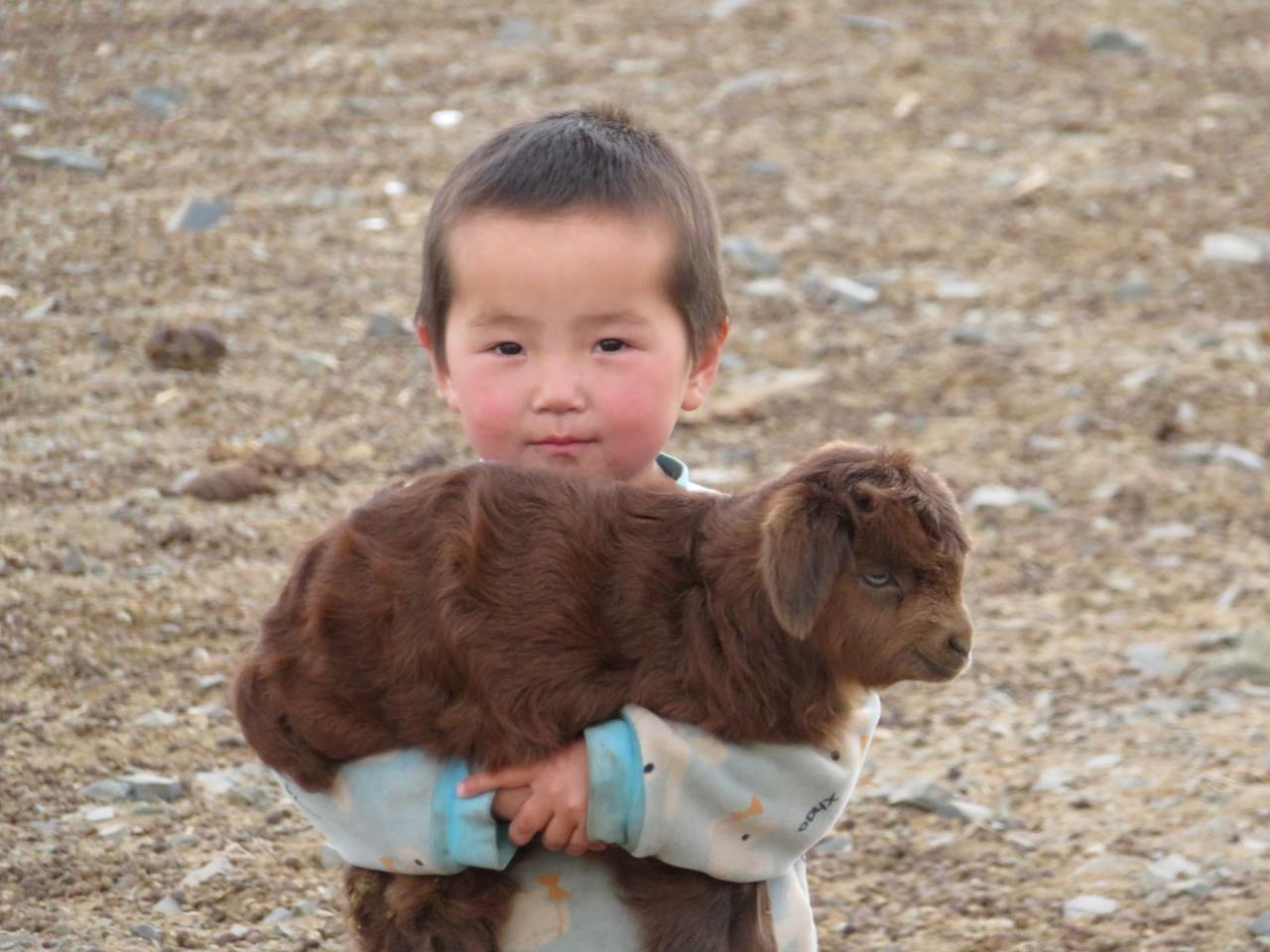 Baby cashmere goat with young boy