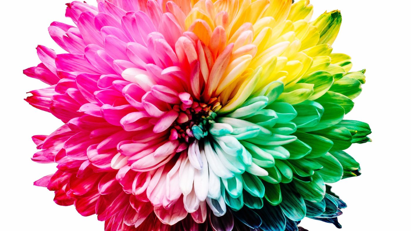 colorful dahlia flower with white background