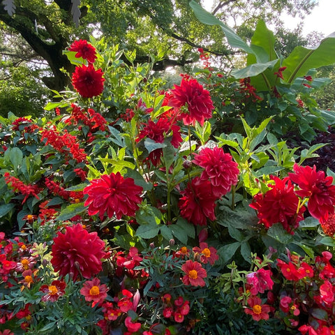 Red Dahlia flowers and greenery in Jardin du Luxembourg Paris