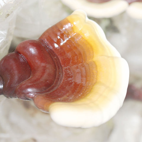 Reishi mushroom 