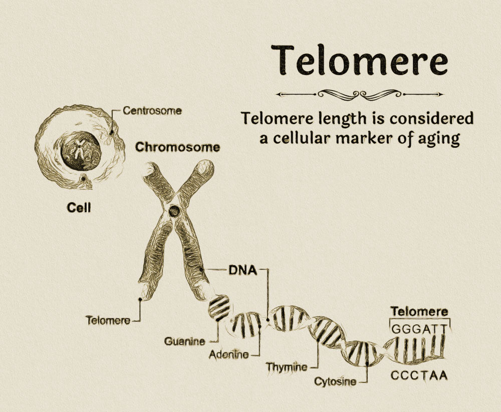 Telomere ReSanskrit Why Fast