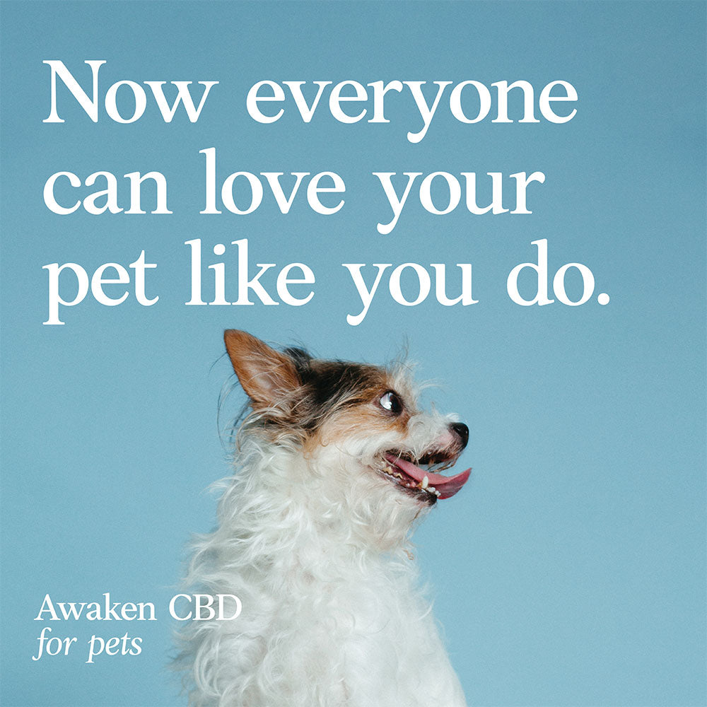 Pet-CBD-Campaign-Social-Posts3.jpg__PID:1fe6b9cb-5585-4b29-b1b9-de9760686cdb