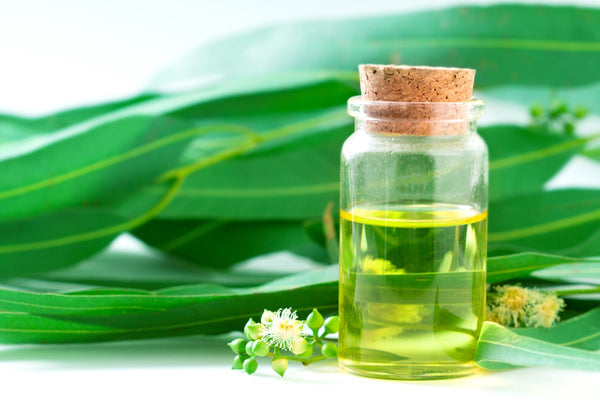 6 benefits of eucalyptus oil for hair and skin  HealthShots