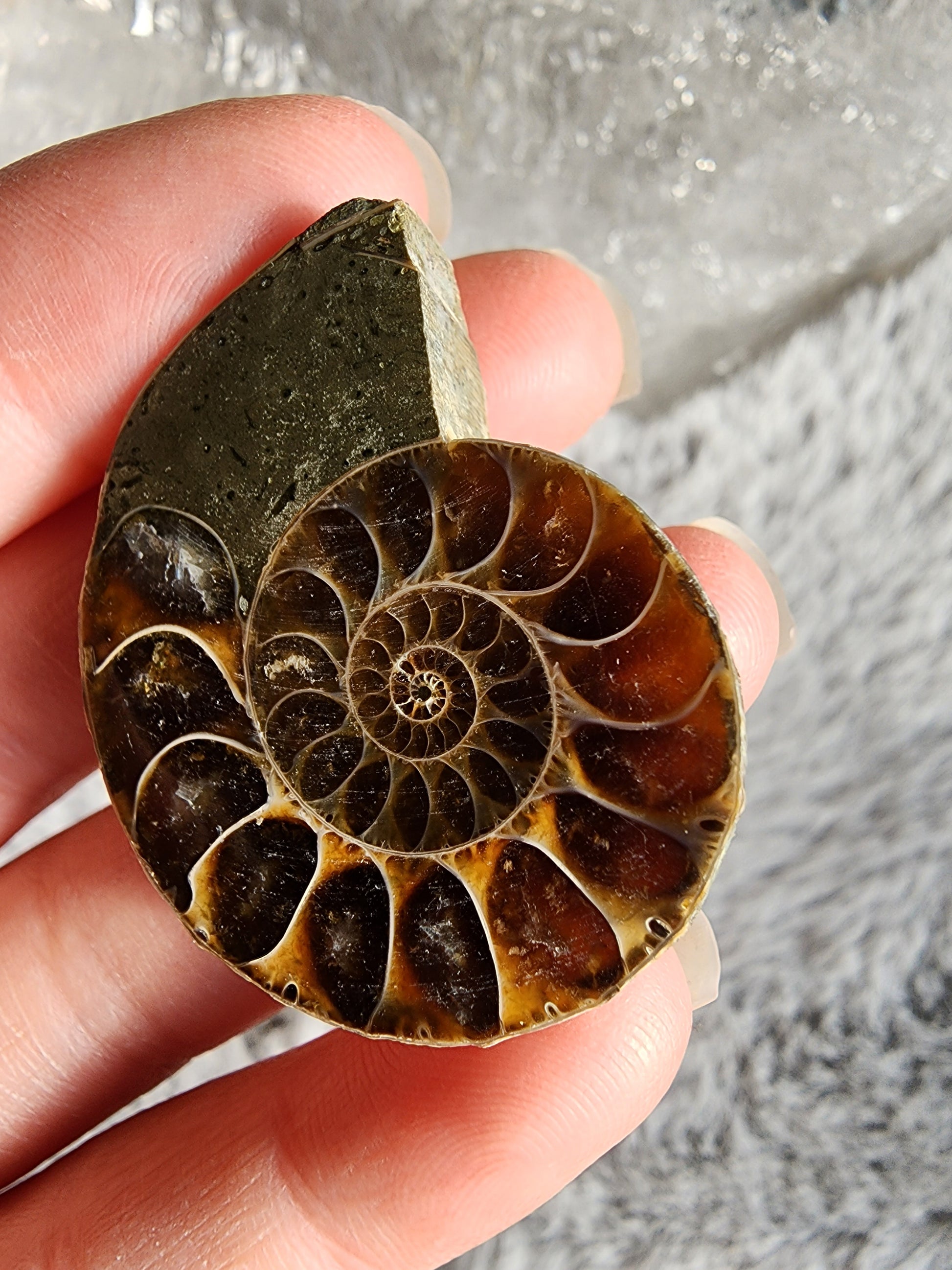 Ammonite Fossil – Gaia's Radiant Gems
