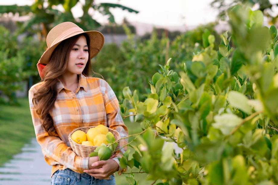 beautiful Asian farmer woman holding lemon basket - Etshera