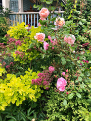Roses make the summer garden border extra special - Etshera