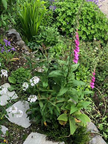 Foxgloves and delicate white Phlox blooms by the garden path - Etshera