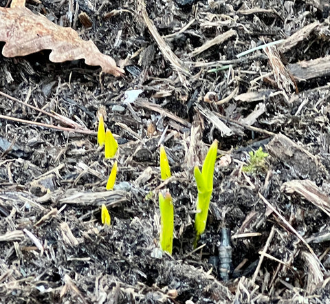 The first signs that spring has sprung are often just the tips of vibrant green shoots popping up through dead leaves - Etshera