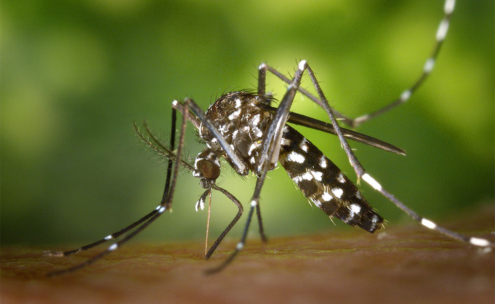 adult mosquito 