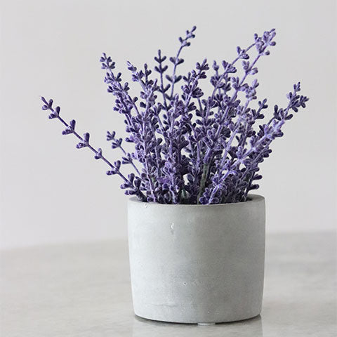 lavender in a pot