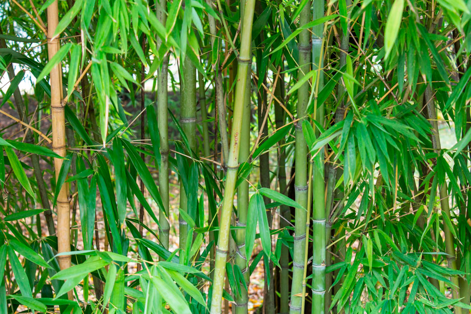 A live bamboo screen can be useful for creating privacy and obstructing unwanted views in a backyard garden. - Etshera