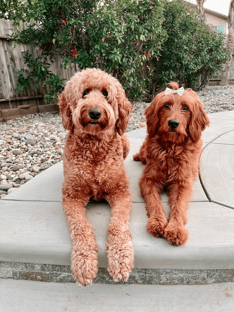 Brianne' s-puppies-and-beach