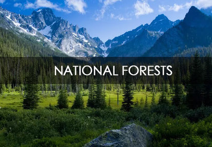 Plant-trees-in-national-forests