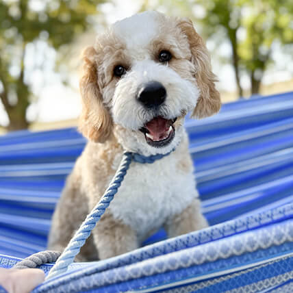 View-outdoor-hammocks