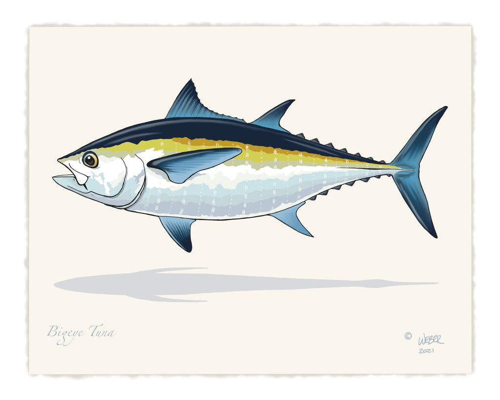 Bigeye Tuna Fishing Sticker – TroutMountainWorks