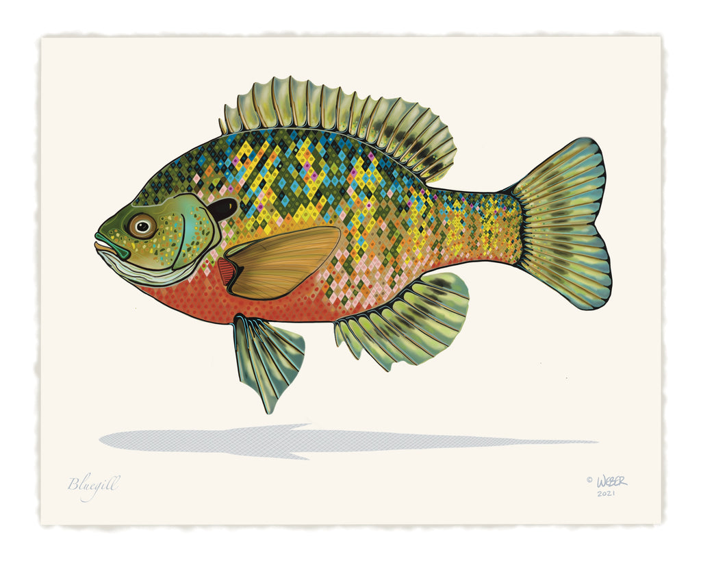 Vintage Paw Paw Fishing Lures Art Print 8X10 Bluegill Sunfish Art