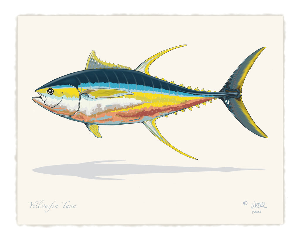 Yellowfin Tuna Art “Yellowfin Tuna Over Vintage Nautical Charts” Drawing