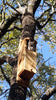 KingWood Original Cedar Owl House with nesting screech owl