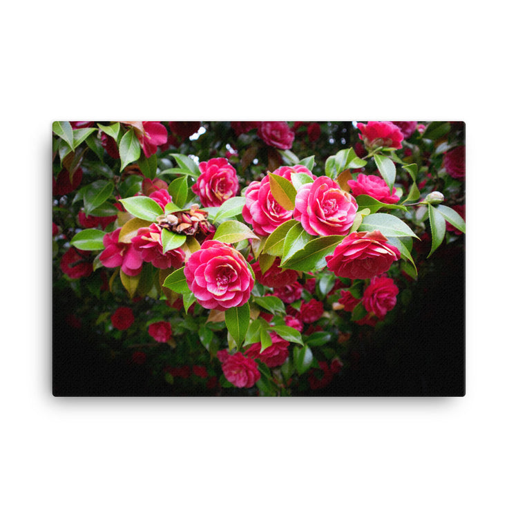 Blooming Rose Bush Canvas Print