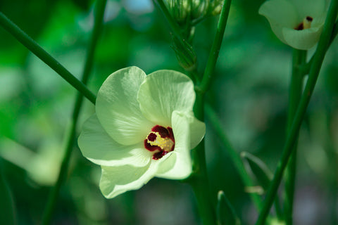 オクラの花