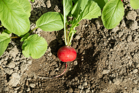 規格外野菜