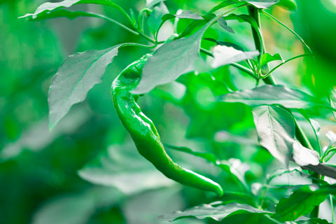 京都の伝統野菜である万願寺とうがらし