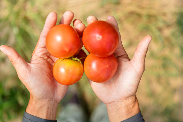 京都府産の大玉のトマト
