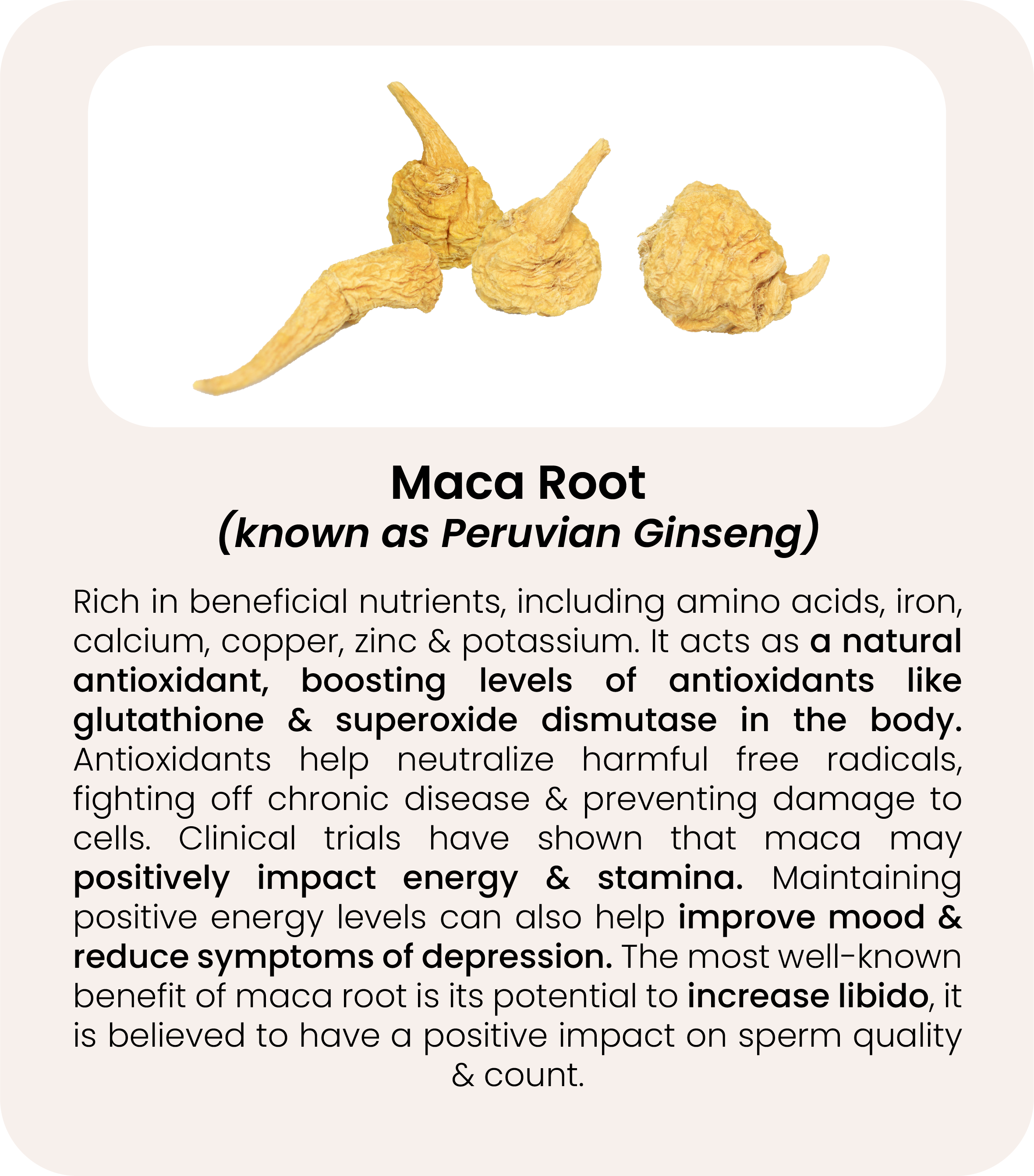 Maca Root.png__PID:d7d40e7d-c39c-4e4c-9ef0-396bd246068e