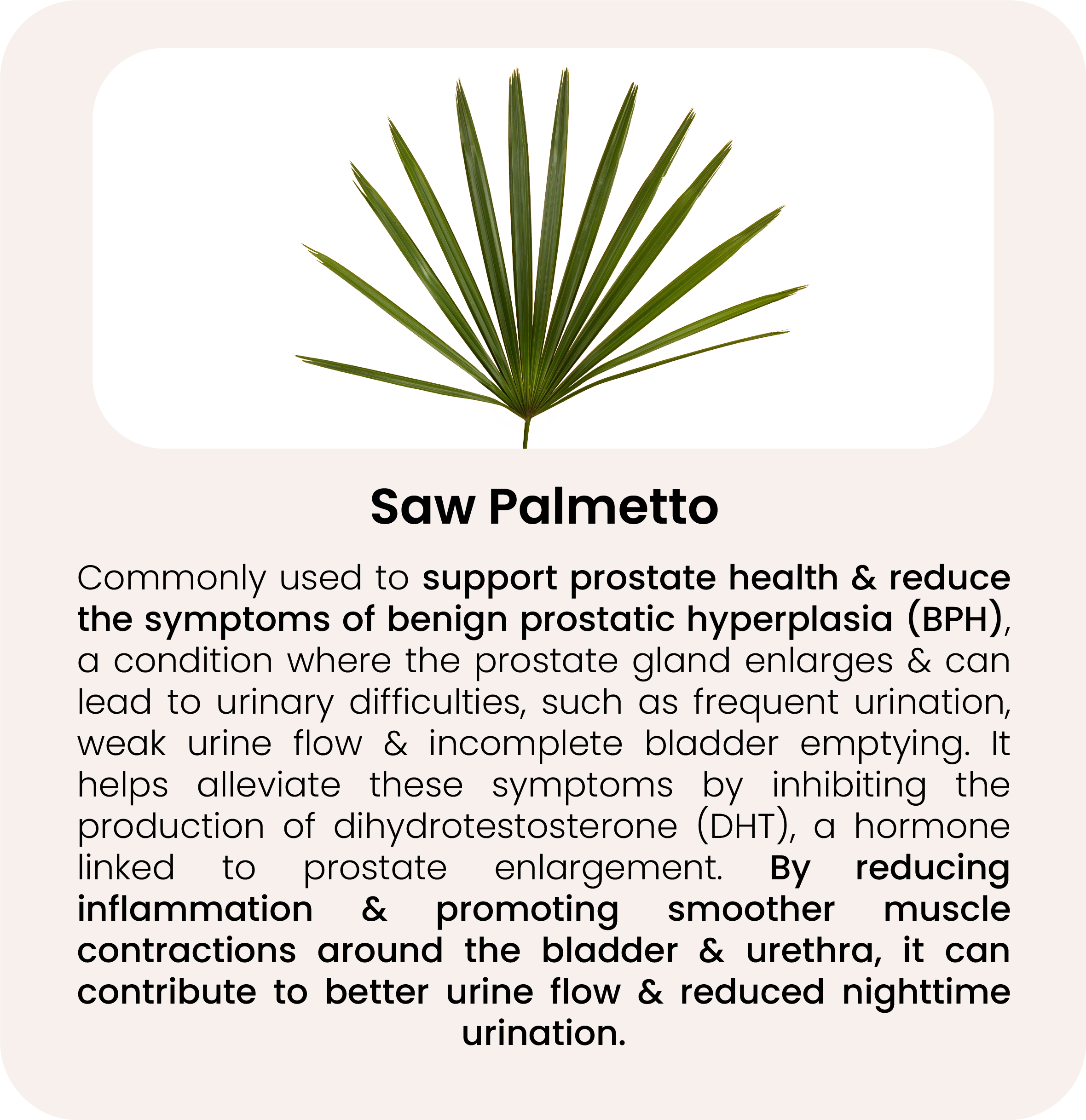 Saw Palmetto.png__PID:0e7dc39c-be4c-4ef0-b96b-d246068e10b4