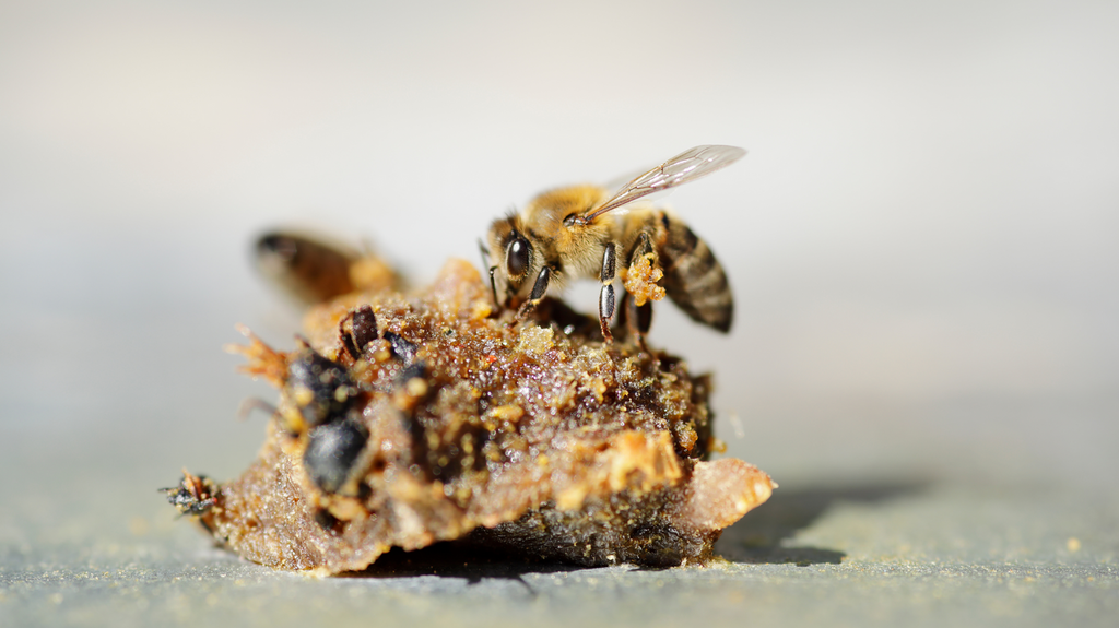 Benefits of a Propolis Tincture