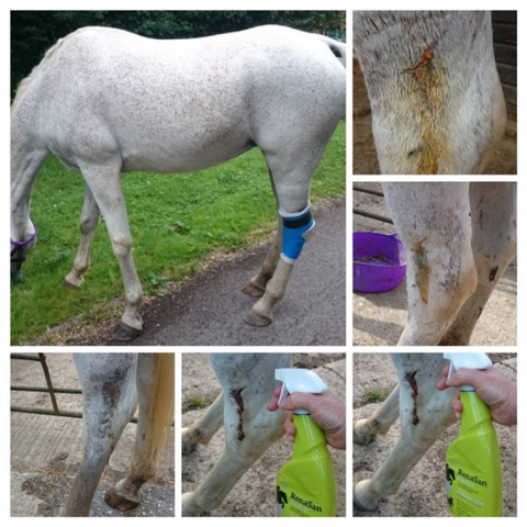 Ella's cut leg during treatment with RenaSan first aid spray