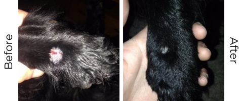 Hendix's cut paw before and after using RenaSan first aid spray
