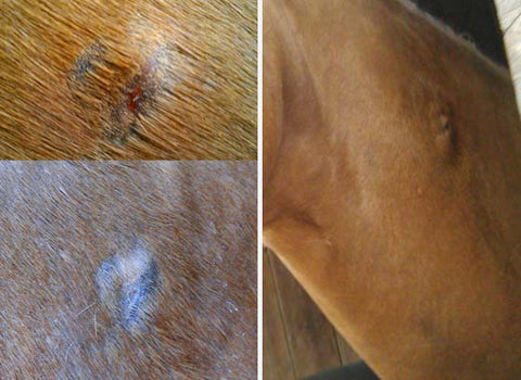 Horse's neck wound being treated with RenaSan first aid spray