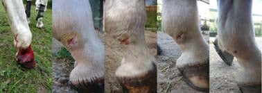 Fetlock puncture wound being treated with RenaSan