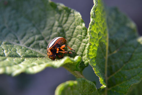 Colorado potato beetle lies paws up on a green potato leaf