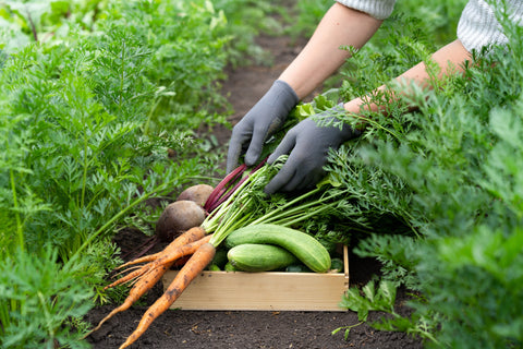 Vegetables grown on a home farm, eco-products, carrots, cucumbers, beets, onions, vegetable gardening