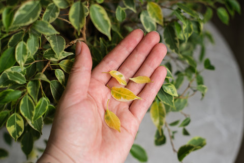 Ficus leaves turn yellow