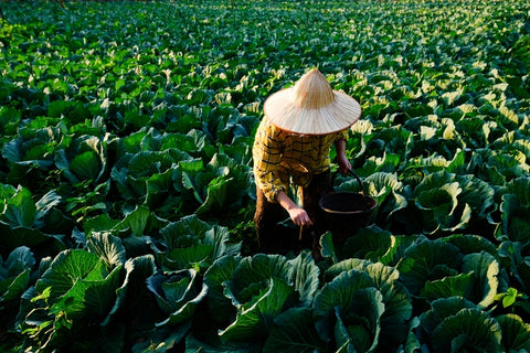 Female gardener hand giving chemical fertilizer to cabbage vegetable plant at the plantation