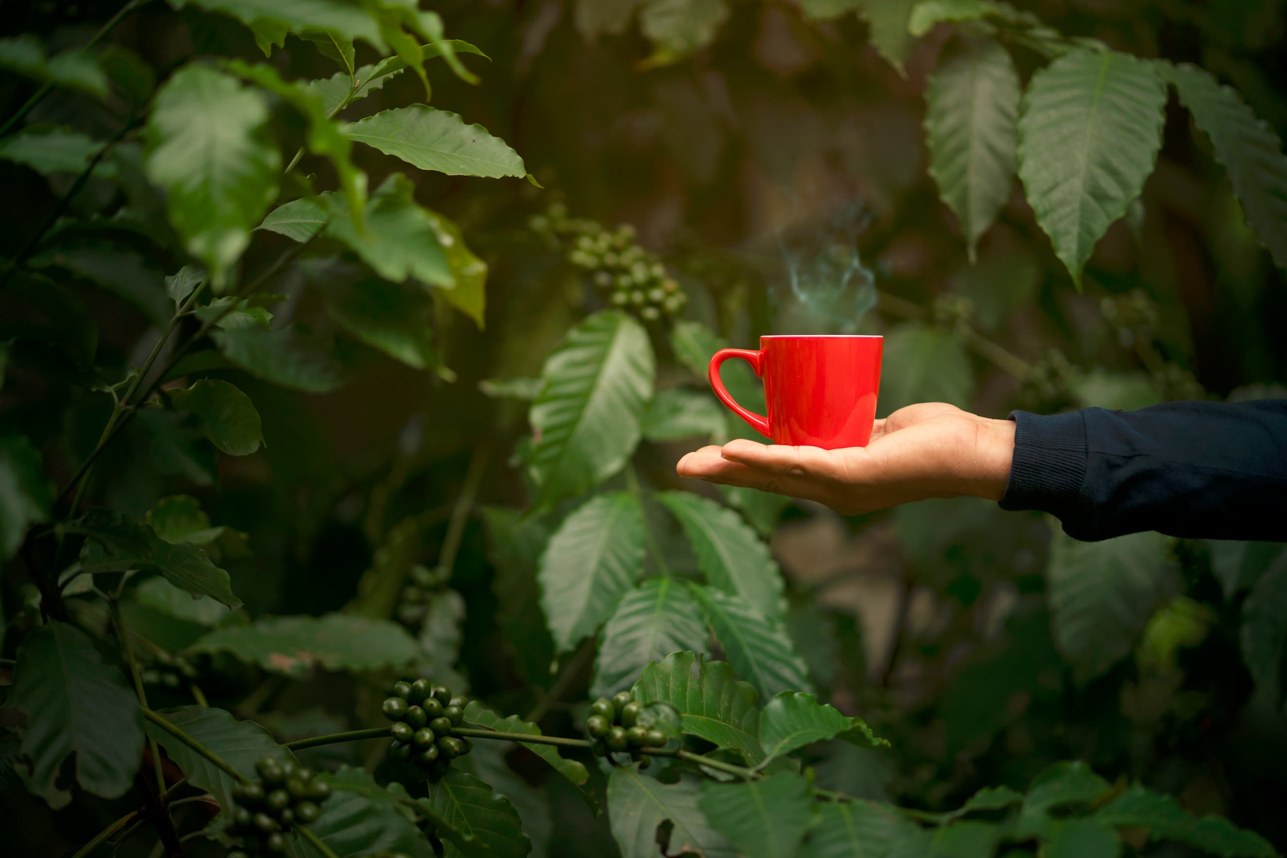 Une tasse de café tenu dans la paume d'une main dans la nature