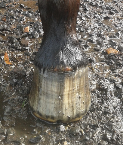 Abscess in horses hoof, abscess at coronet