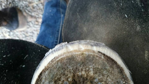 Seedy toe nicked out of horses hooves