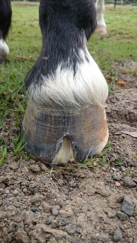 Seedy Toe resection.  Seedy toe cut out of horses hoof